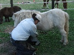 Cat trimming Blondie at liberty - no ropes, no halter, no nothing. She was one of the top ten scaredest horses I have ever met