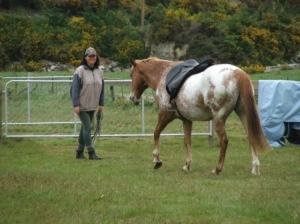 Saddle fit had been almost impossible, Gyg's saggy, damaged back was healing under our very eyes.