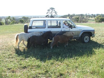 A creative way of getting enough exercise into my three miniature horses!