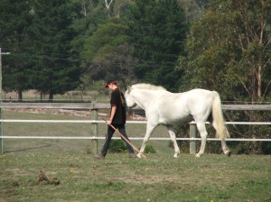 It used to take two people blocking Yoshi into a corner to catch him. Three days later Mary had him walking beside her loose and happy in a two acre paddock
