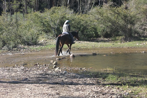 Sue's horse Oz used to go everywhere at high speed. Now they're crossing rivers and working cattle bridle-less.