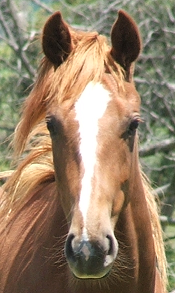 Boots, our awesome young herd leader in training and the "face" of from Your Horse's Heart