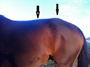 This is a serious injury, although I have seen a lot worse.  Notice the swelling at the croup and the spinal bones behind the saddle out of alignment with the rest of the back. 