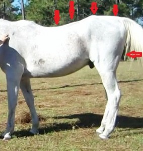This is the same horse 8 years later.  A kind loving owner who had him treated chiropractically over the years.
