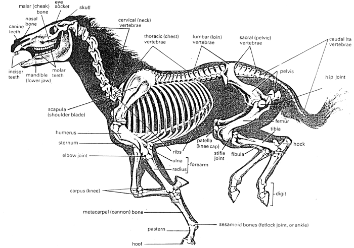Horses skeleton