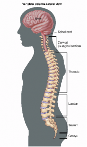 This gives you a picture of how the spine fits in the human body.