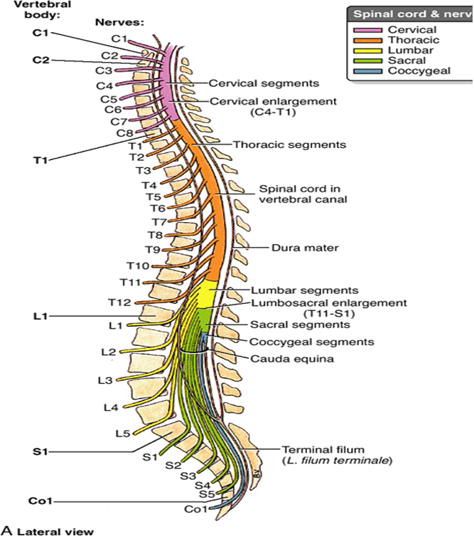 Human spine with bones labelled