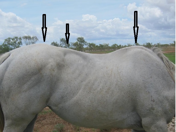Milly at the beginning of the clinic. Notice the swelling over the top of her croup and the lumbar vertebrae, the spinal bones just behind the saddle, noticeably out of place.