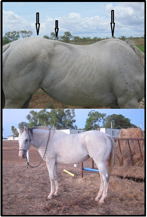 Milly was the horse that brought us the impact of this Key to Happiness. These are her before and after photos. Even her metabolism changed.