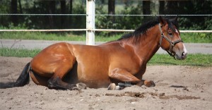 Horse down during a colic attack