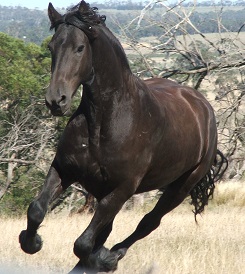 Orion galloping