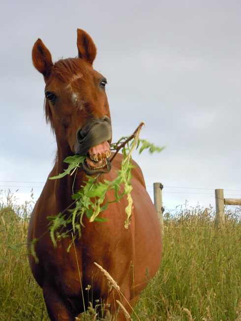 Bobby and pasture herbs