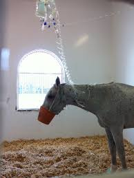 Horse in hospital lines